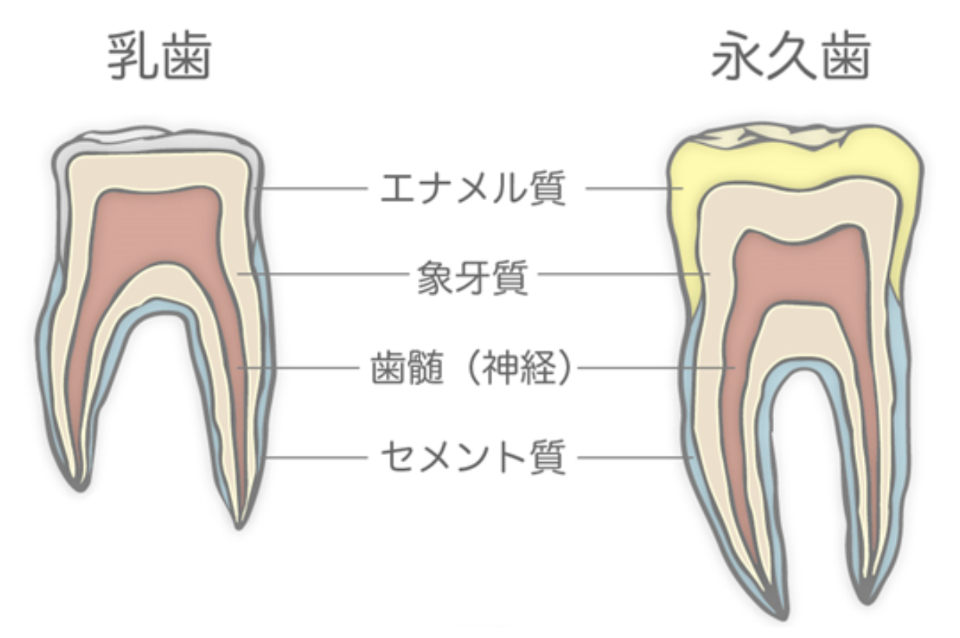 子どもの定期検診（メインテナンス）って何をするの？4