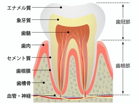 歯の神経を取ったのにどうして痛いの！？3