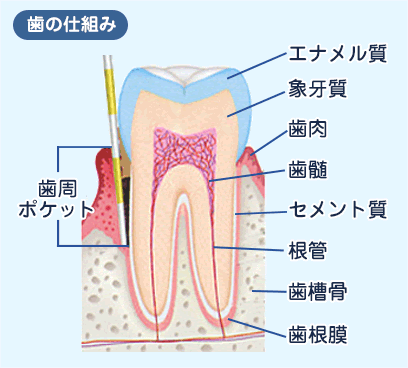 歯ぐきが下がってきた感じがする？？　その原因について3